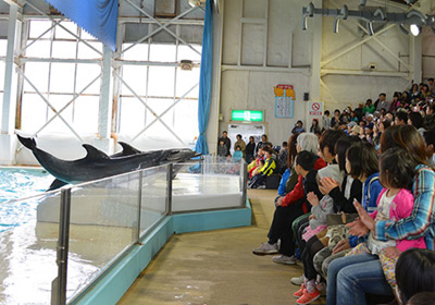 South American sea lion and dolphin show (Dolphin stadium)