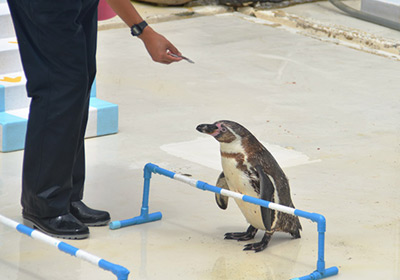 Penguin Show (Marine mammal park)