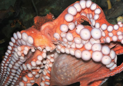 Pacific giant octopus