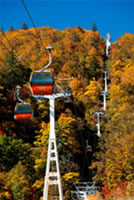 ��Ҷ����