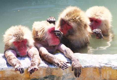 Hakodate Tropical Botanical Garden