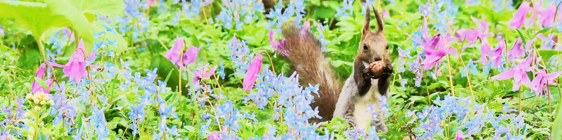 おすすめカテゴリ