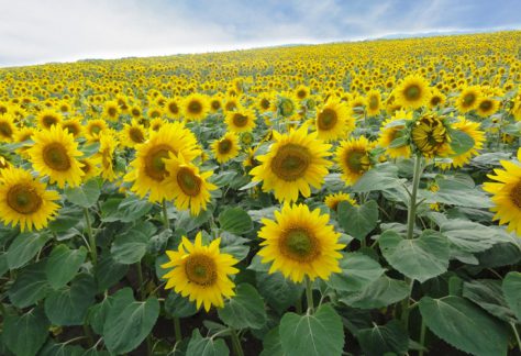 Ozora-cho / Sunflower field