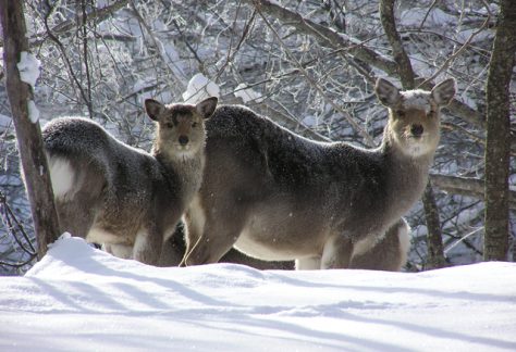 阿寒摩周国立公園