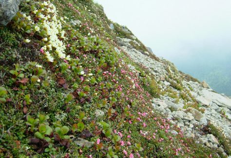 大雪山国立公園