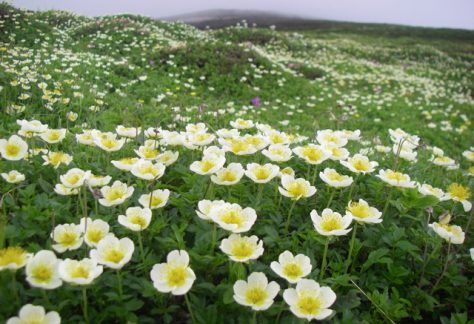 大雪山国立公園