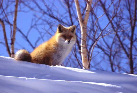 大雪山国立公園