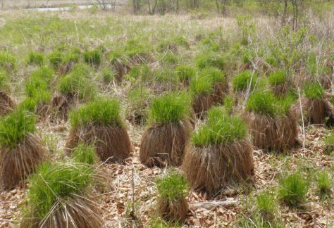 釧路湿原国立公園