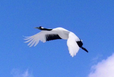 釧路湿原国立公園