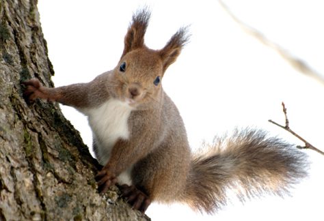 支笏洞爺国立公園