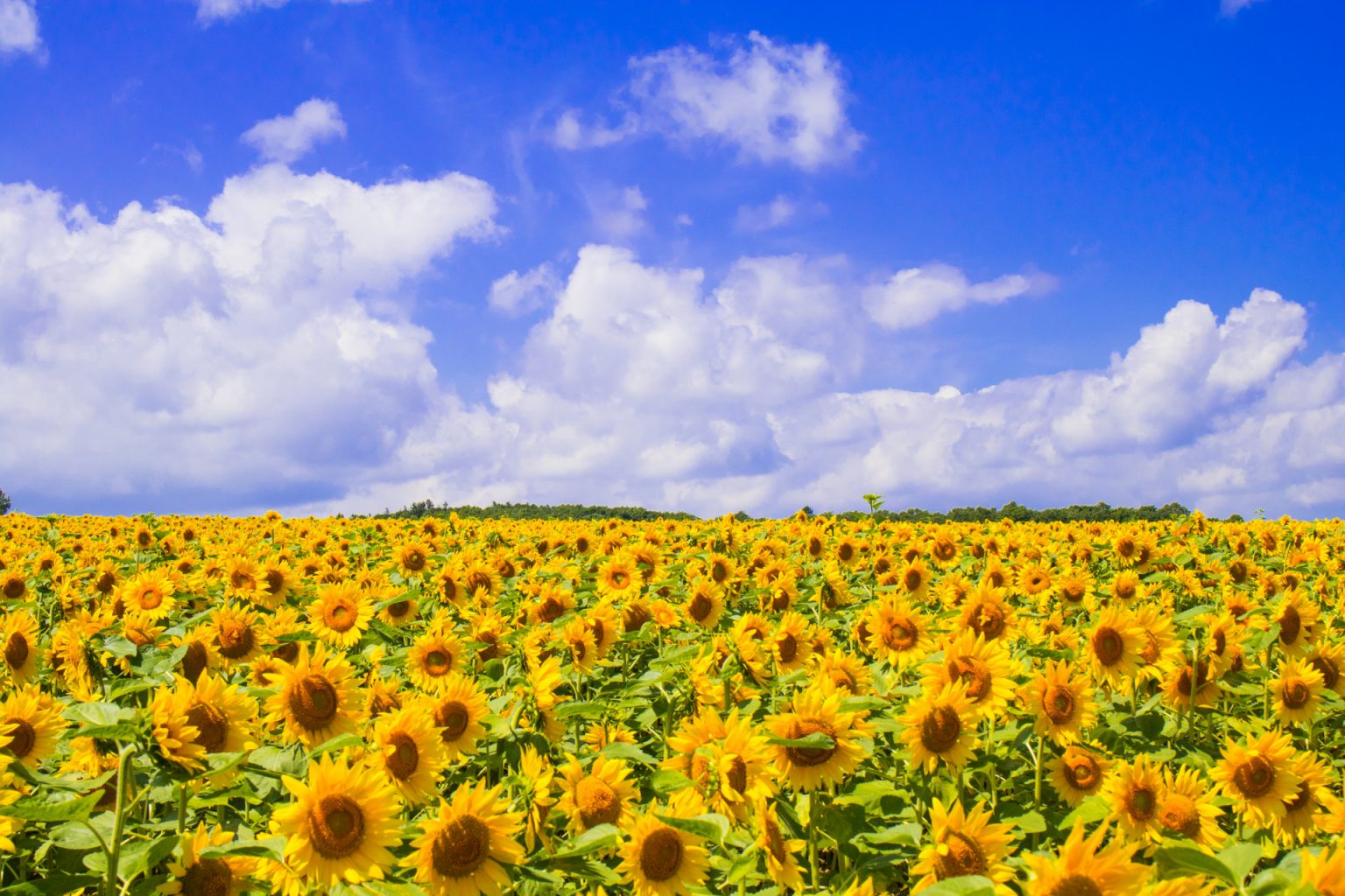 北竜町のひまわり