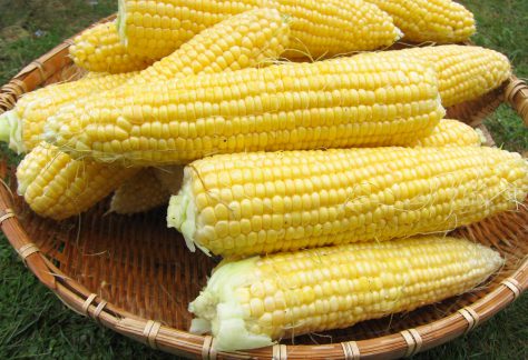 とうもろこし　芽室町