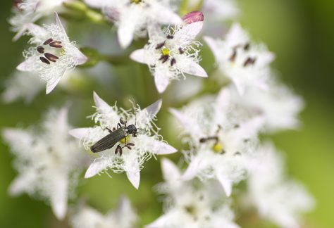 ニセコ神仙沼　山野草　ミツガシワ