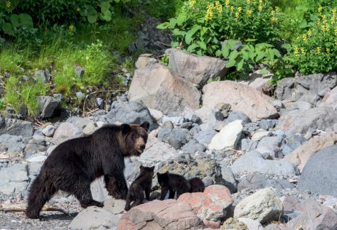 知床半島　子連れのヒグマ
