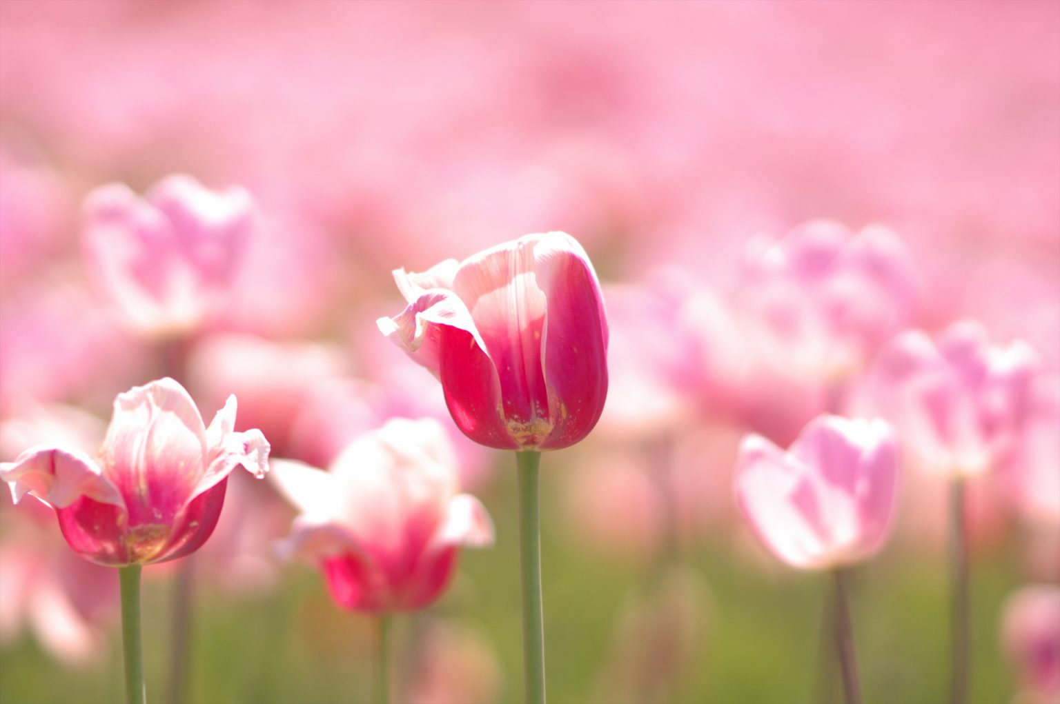 滝野すずらん公園のチューリップ