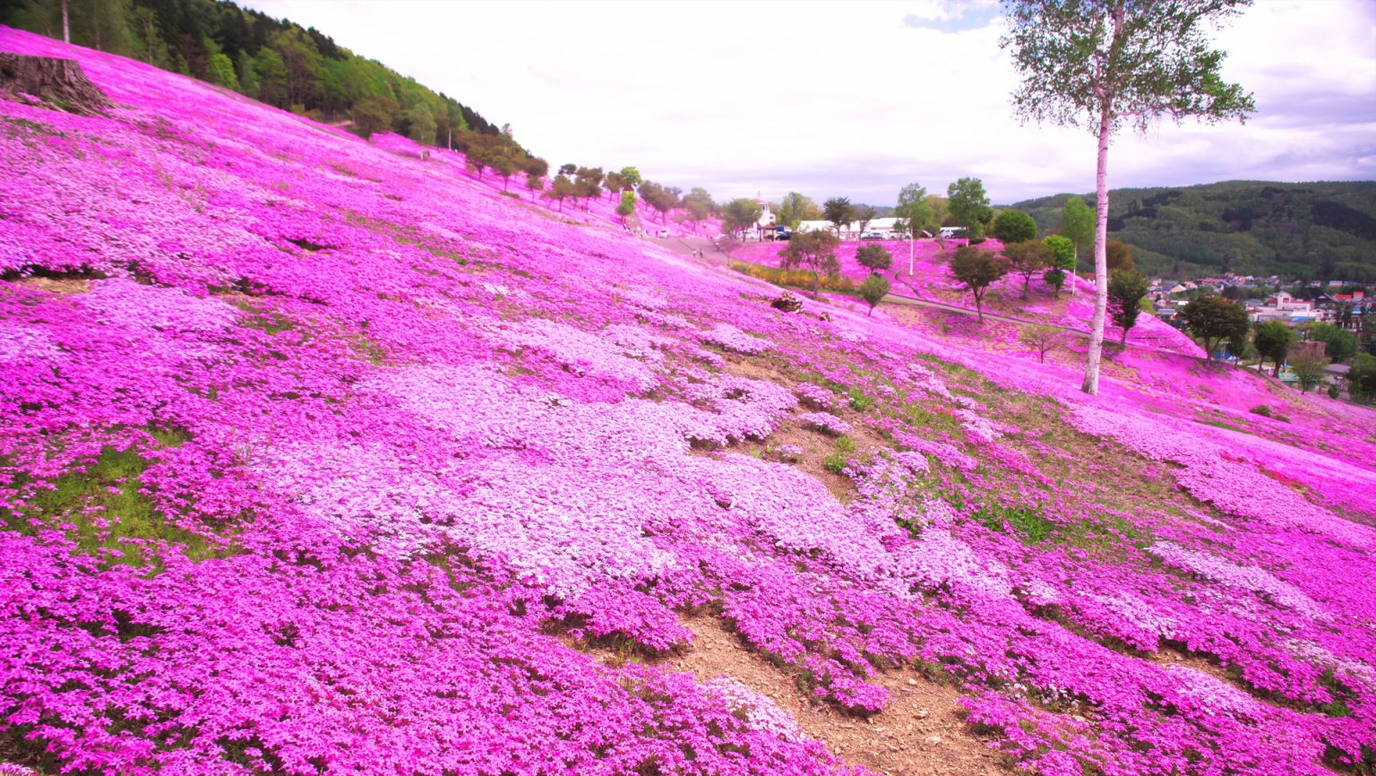 滝上公園の芝ざくら