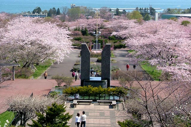 Read more about the article Cherry blossom viewing spots in Hokkaido: “Sakura MAP” of Morimachi released