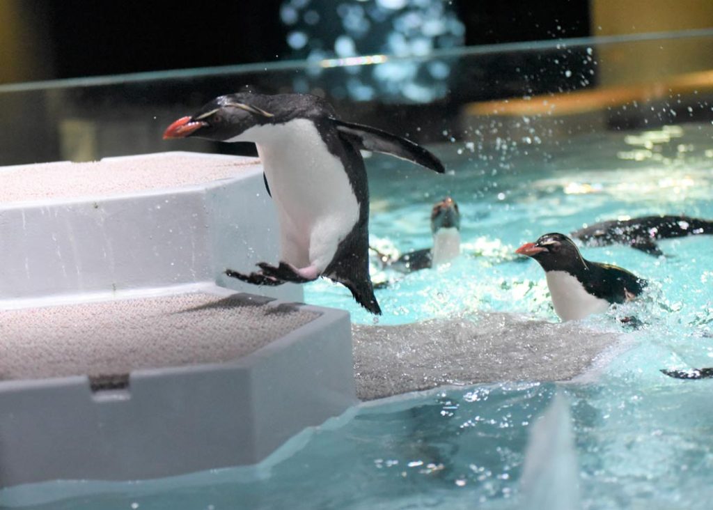 Read more about the article Information about AOAO SAPPORO, an urban aquarium in Sapporo.