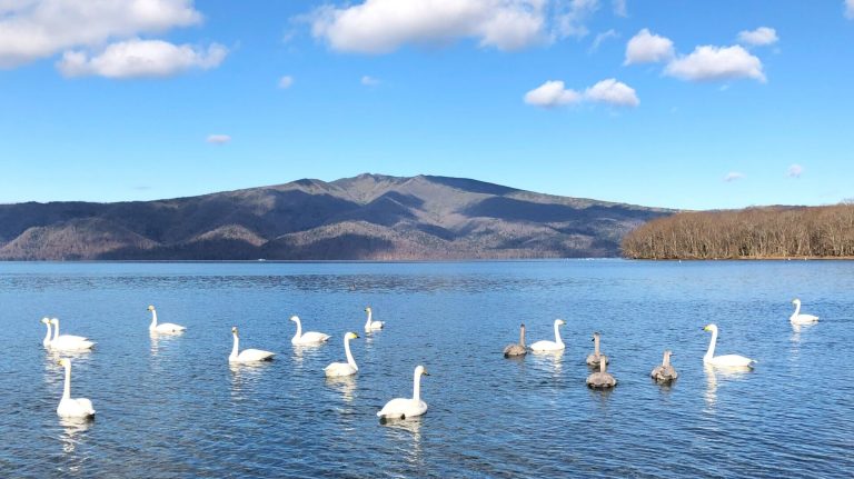 Swans migrating to Lake Kussharo (December to April)